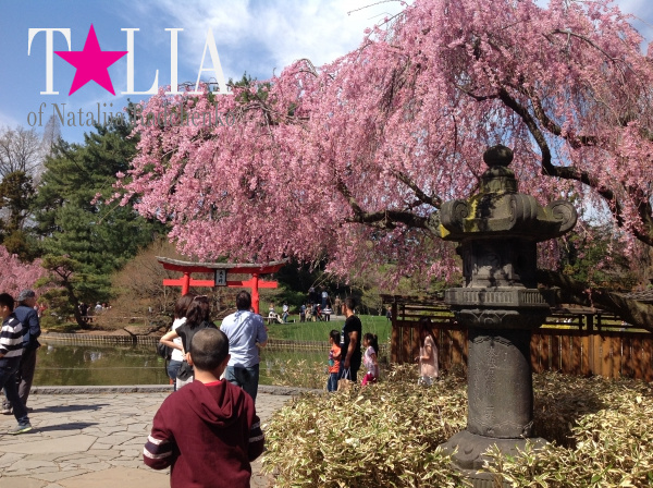 Бруклинский Ботанический Сад в Нью-Йорке (Brooklyn Botanic Garden)